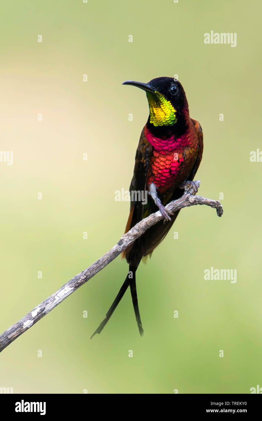 crimson topaz (Topaza pella), looking stunning on a perch, Guyana Stock Photo