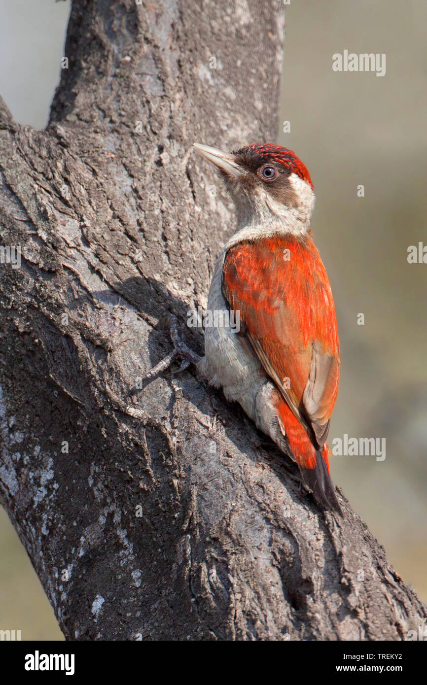 scarlet-backed woodpecker (Veniliornis callonotus), sitting on a tree, South America Stock Photo