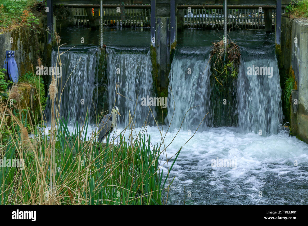 Water cascading over the canal lock gates with heron bird at Woodberry Down reservoir. Stoke Newington, London Stock Photo