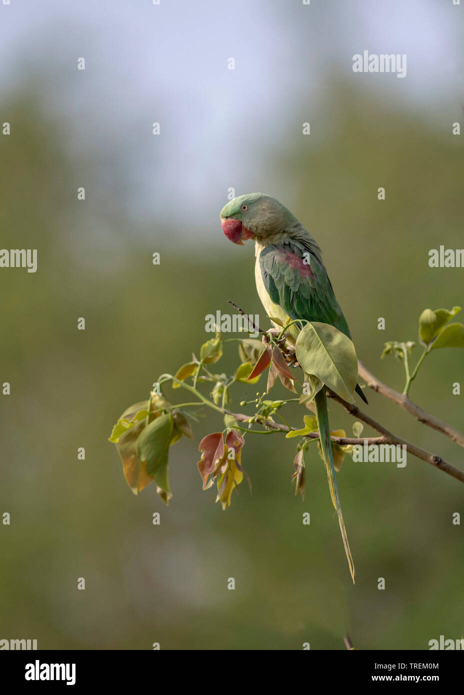 Alexandrine parakeet also known as the Alexandrine parrot Stock Photo