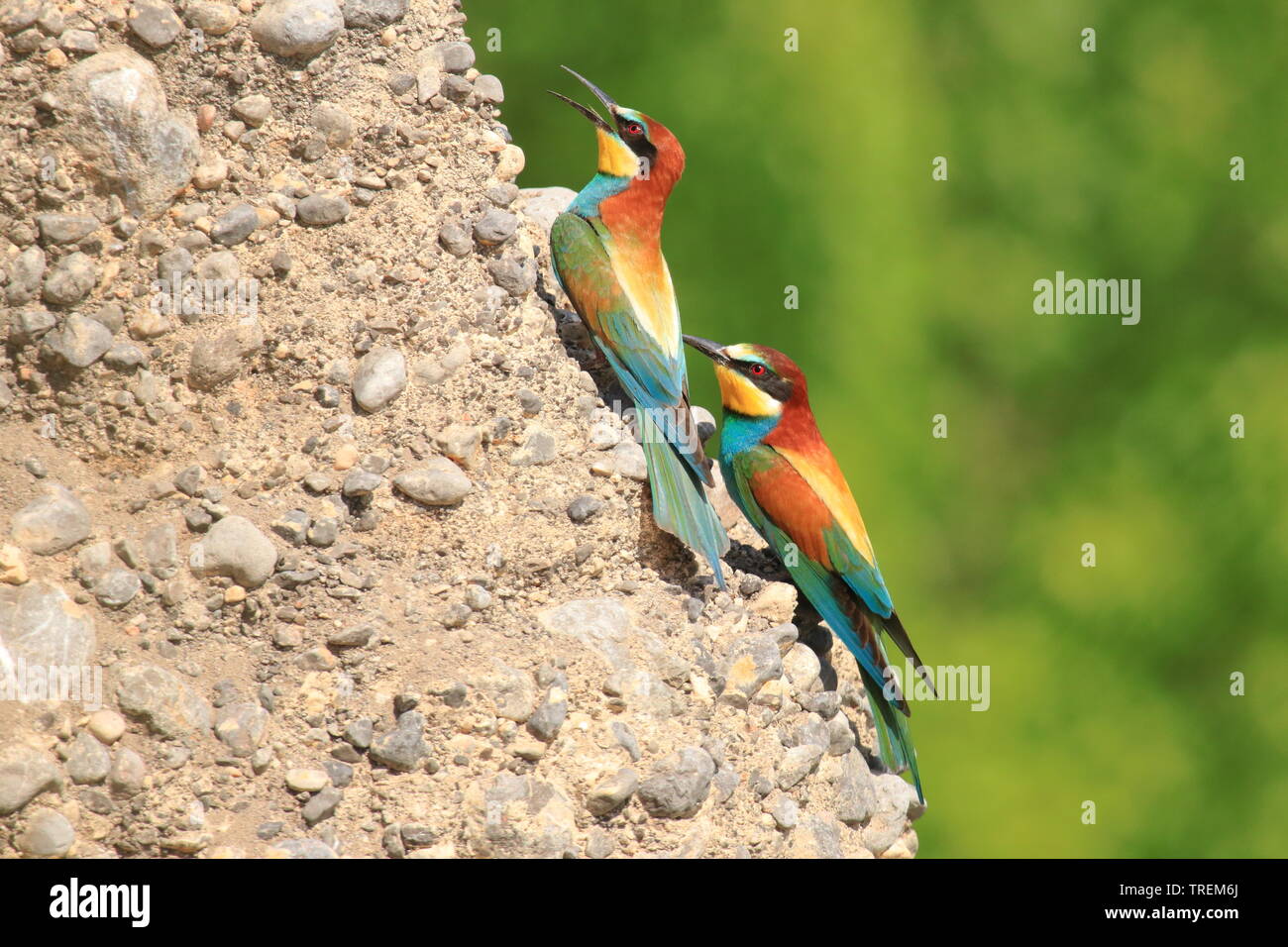 European bee-eater (Merops apiaster), beautiful colorful birds, colony on rocky slope Stock Photo