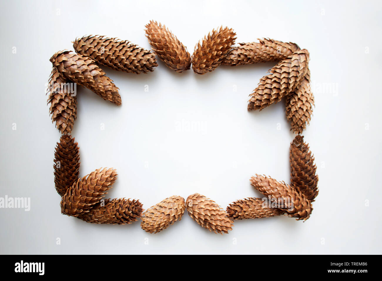 Conifer cones rectangular frame composition isolated on white background Stock Photo