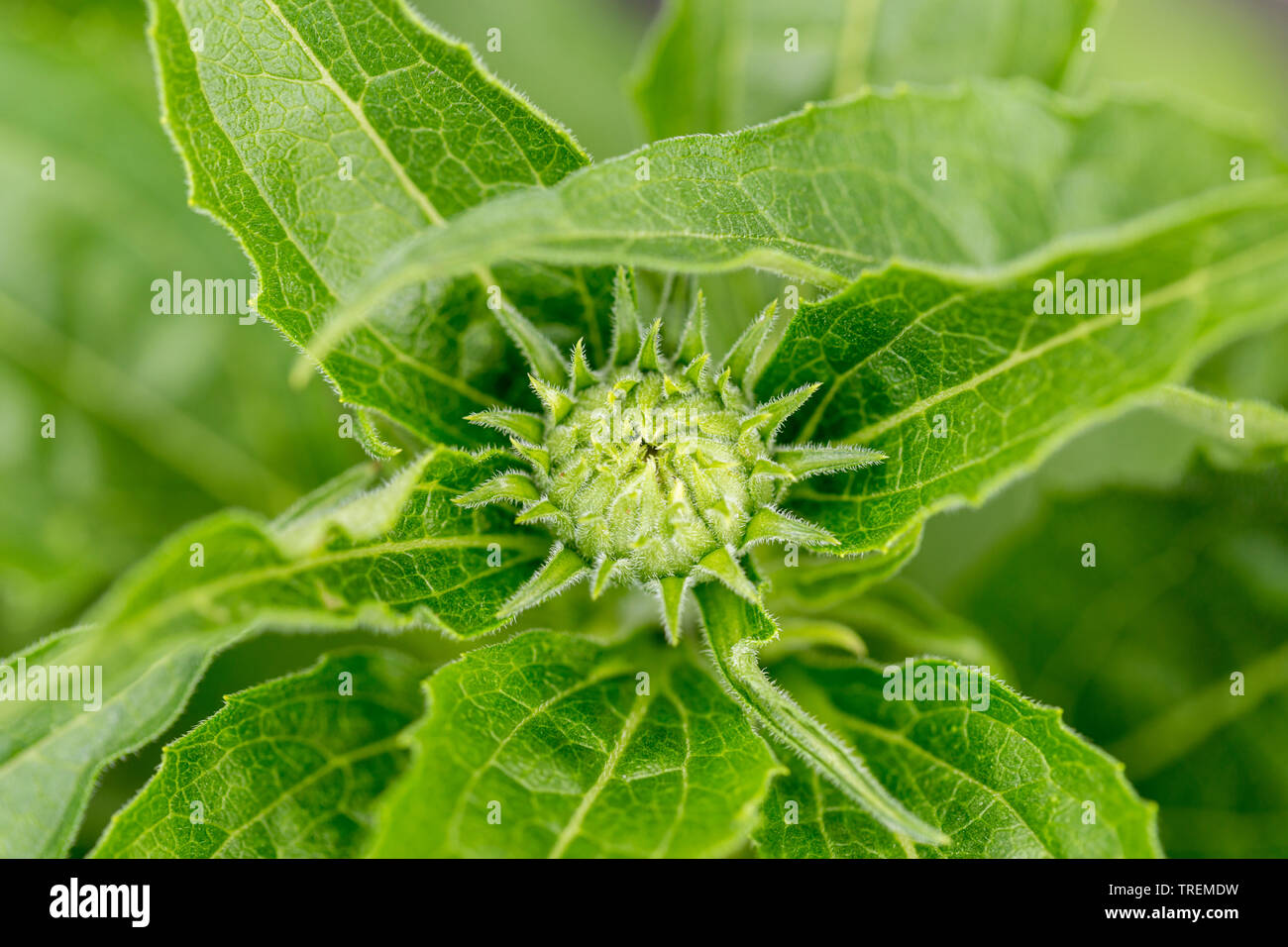 Close up/makro of an closed flower bud and surrounding green leaves. Stock Photo