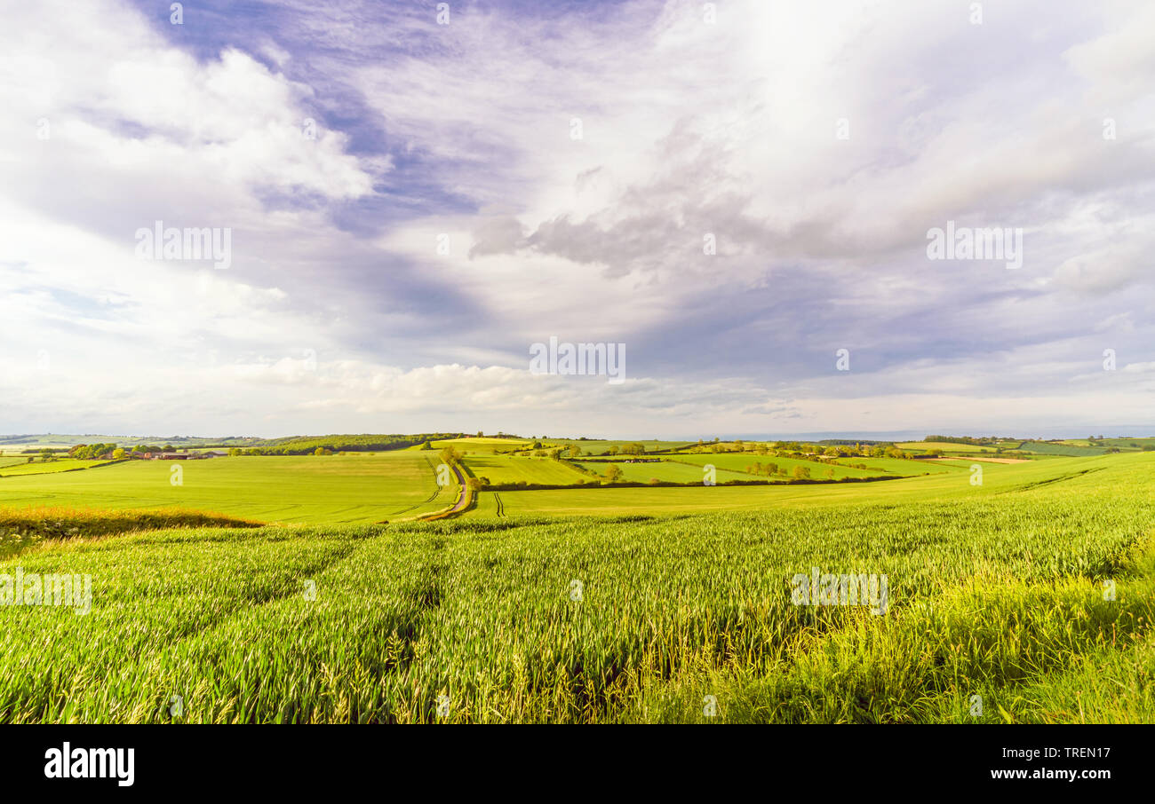 Howardian Hills, North Yorkshire. Evening sunshine falls upon a