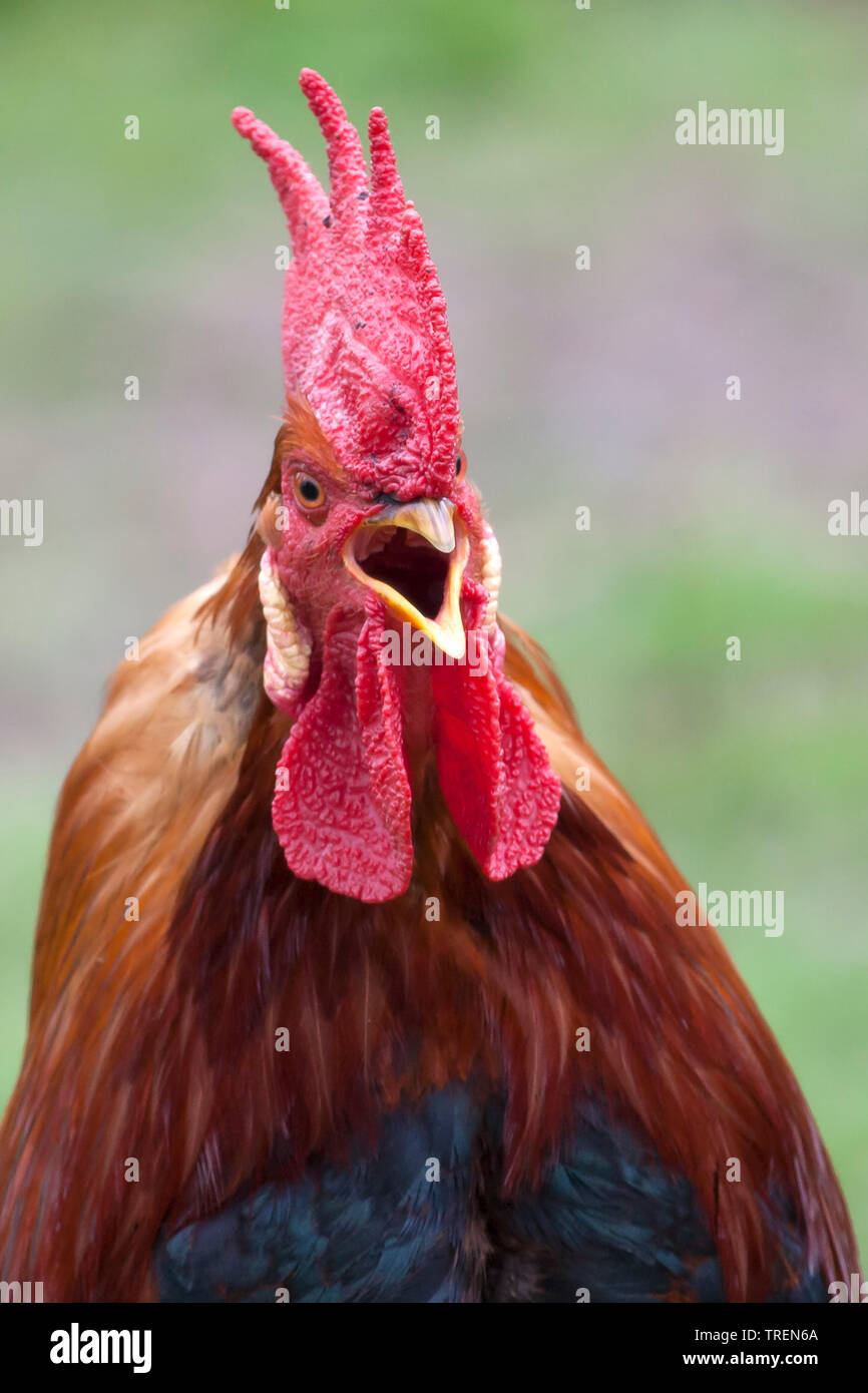 Red rooster crowing portrait Stock Photo - Alamy