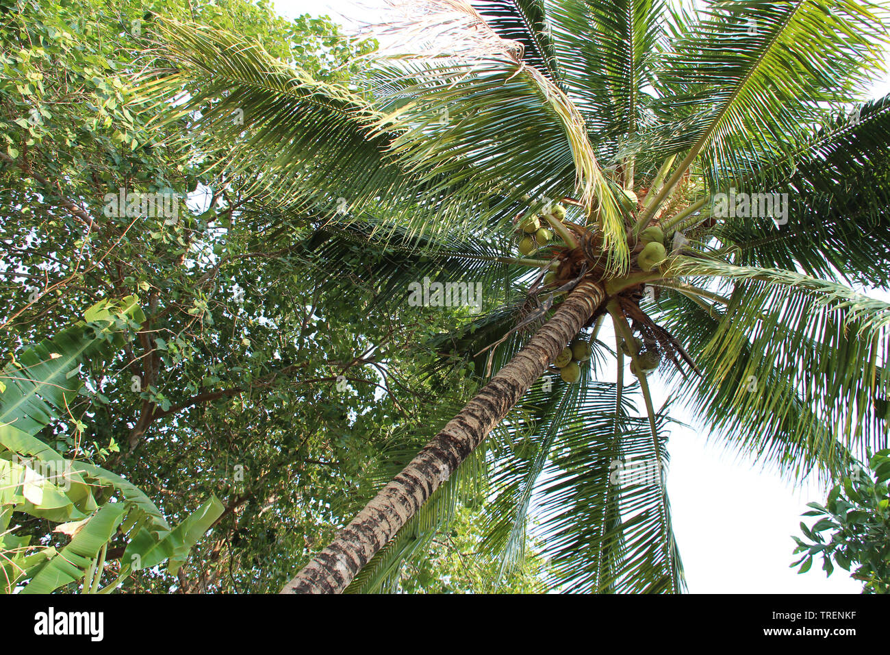 Khoon Tree coconut tree in a garden on khone island (laos Stock Photo - Alamy