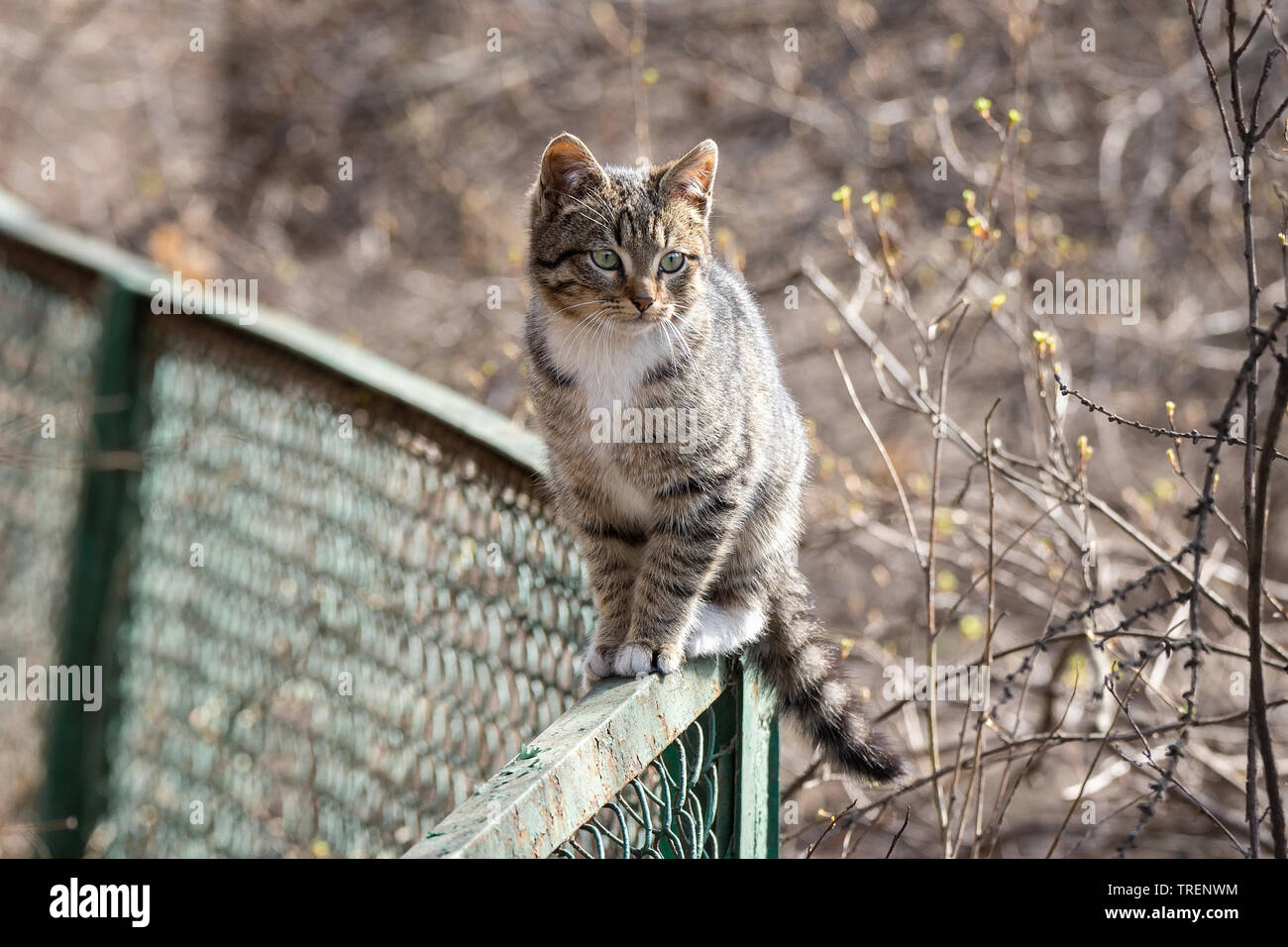 gray-white cat sitting on the fence Stock Photo - Alamy