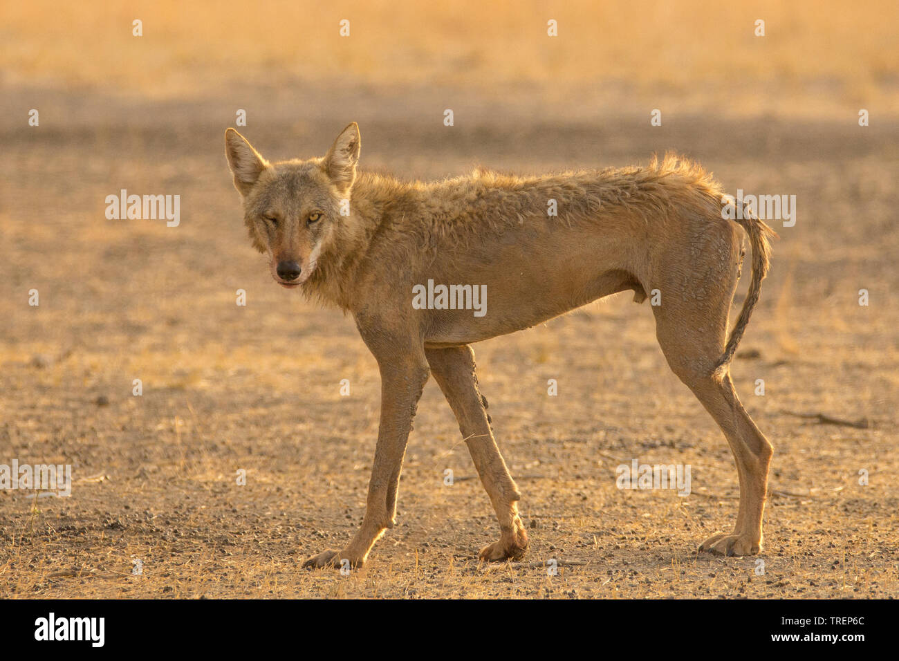 Indian wolf (Canis lupus pallipes) at Velavadar national park, Gujarat