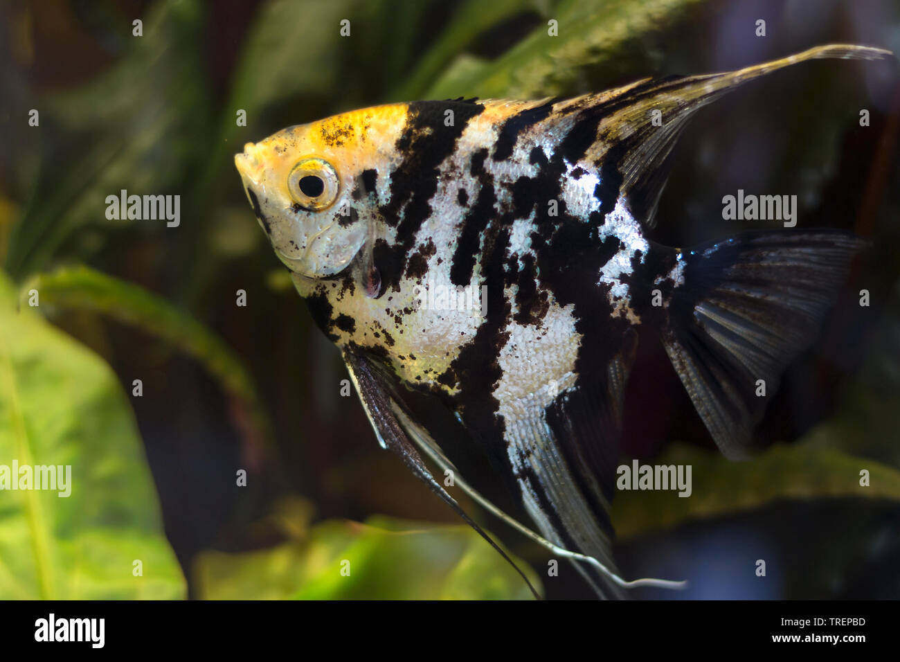 Angelfish with yellow spots. Pterophyllum scalare. It is native to the Amazon Basin Stock Photo
