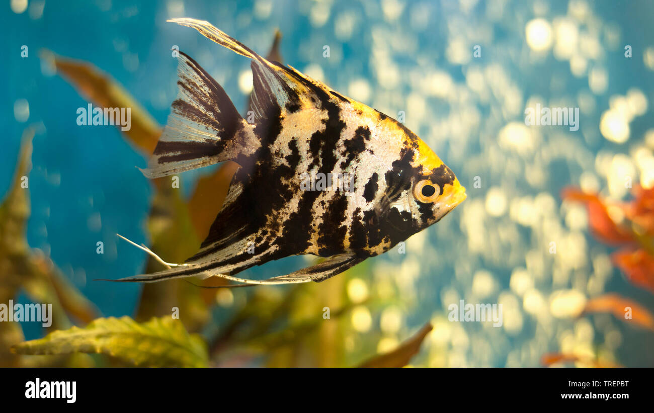 Angelfish or freshwater angelfish in blue water of aquarium. Pterophyllum scalare. 16:9 format Stock Photo