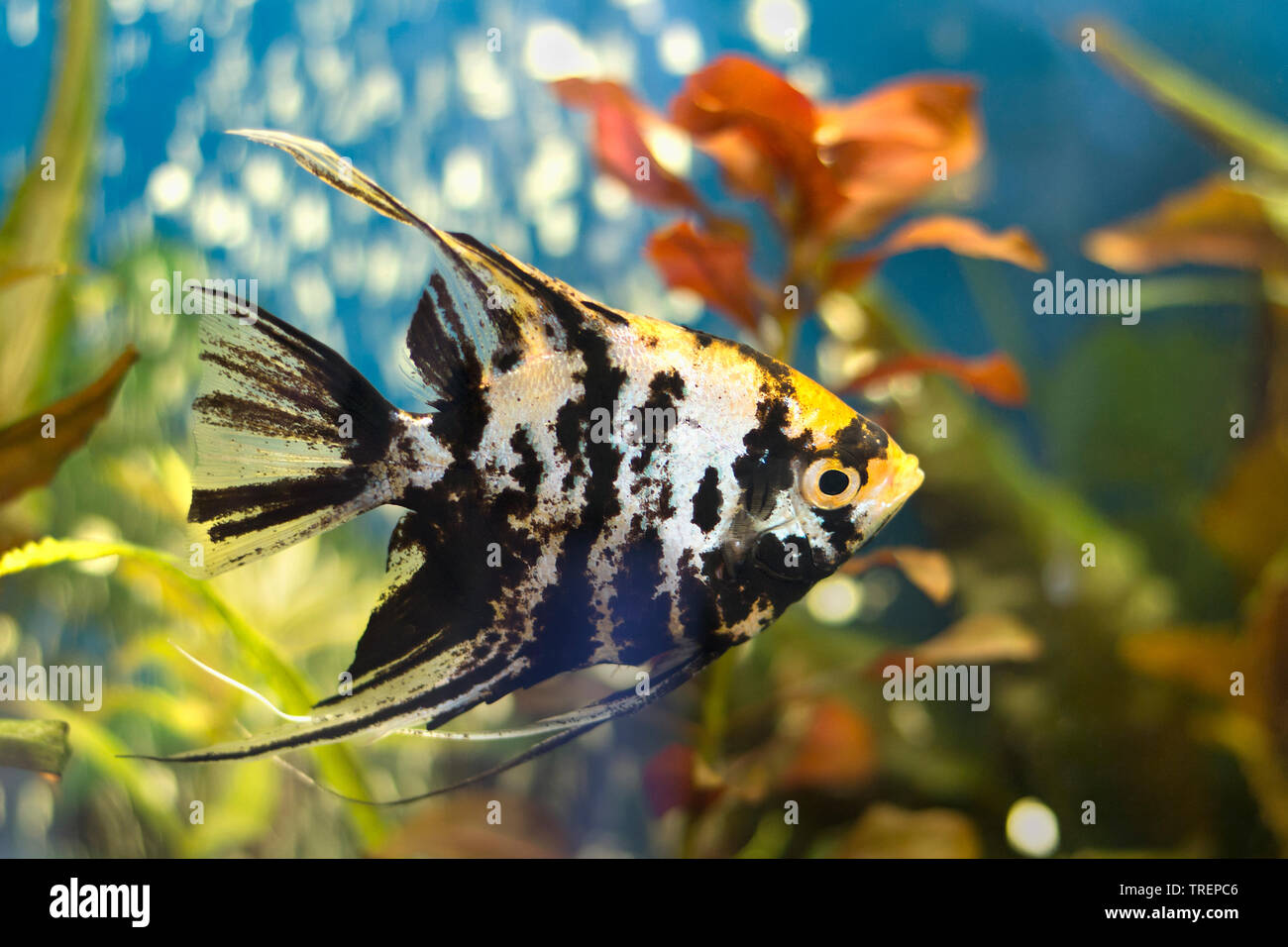 Exotic angelfish or freshwater angelfish in blue water. Pterophyllum scalare. It is native to the Amazon Basin Stock Photo
