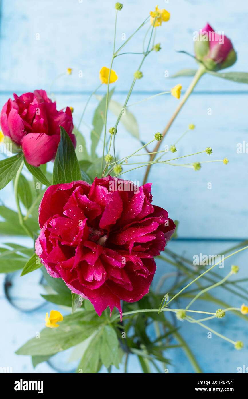 Summer bouquet of peony flowers of dark burgundy color on pale blue boards. Selective focus. Vertical Stock Photo