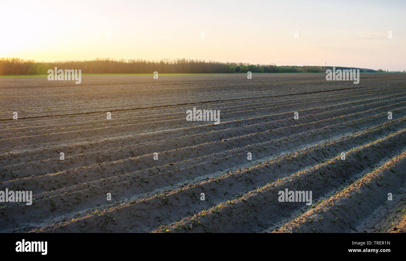 Plowed field after cultivation for planting agricultural crops ...