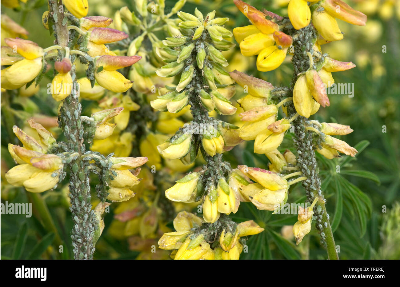 Lupin aphid, Macrosiphum albifrons, severe infestation of large greenfly on tree lupin, Lupinus arboreus, in flower, Berkshire, May Stock Photo