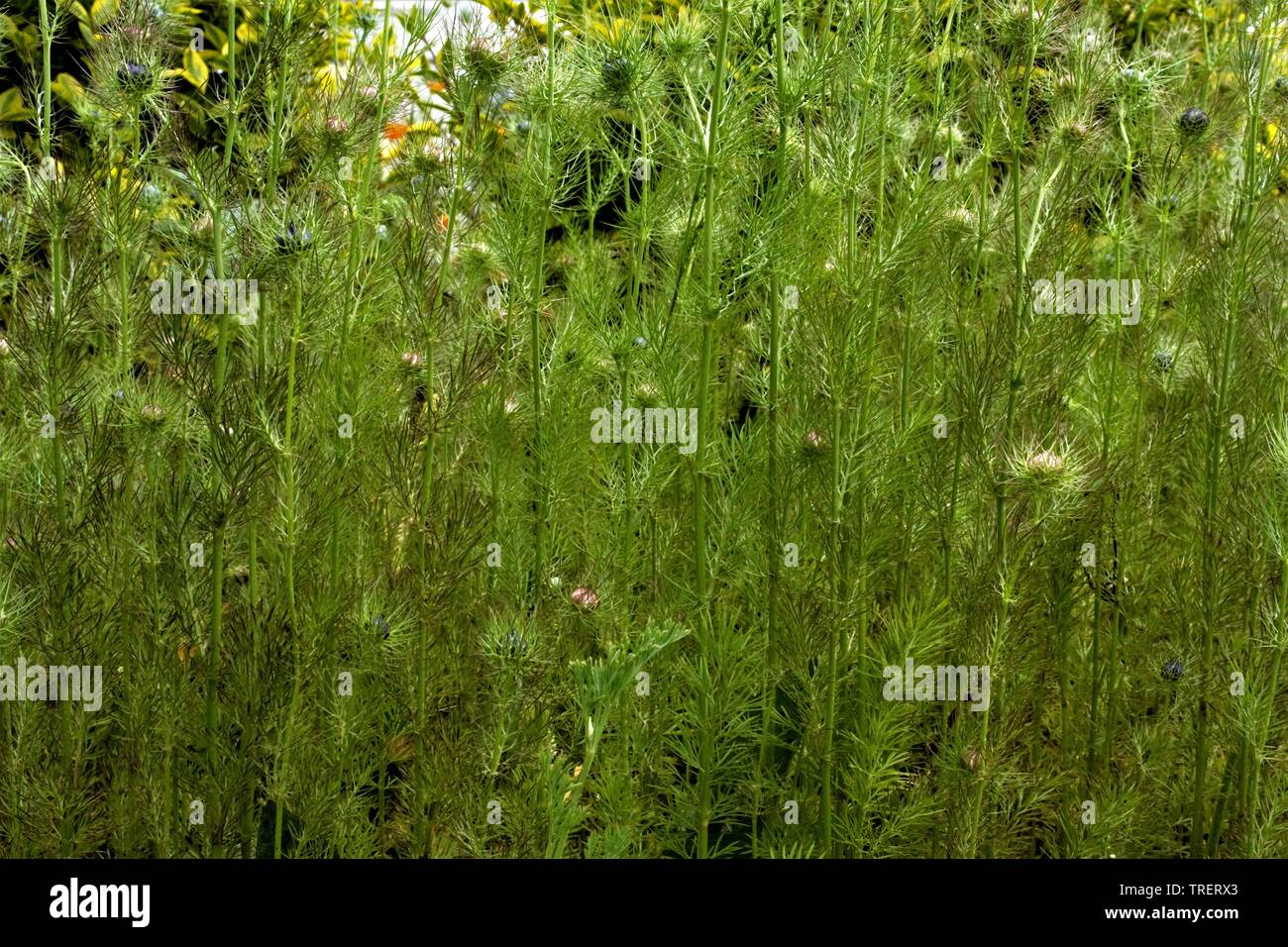 Green stem jungle Stock Photo - Alamy
