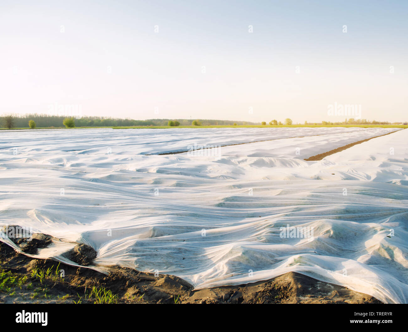 Small greenhouses. Growing vegetable. Spunbond to protect against frost