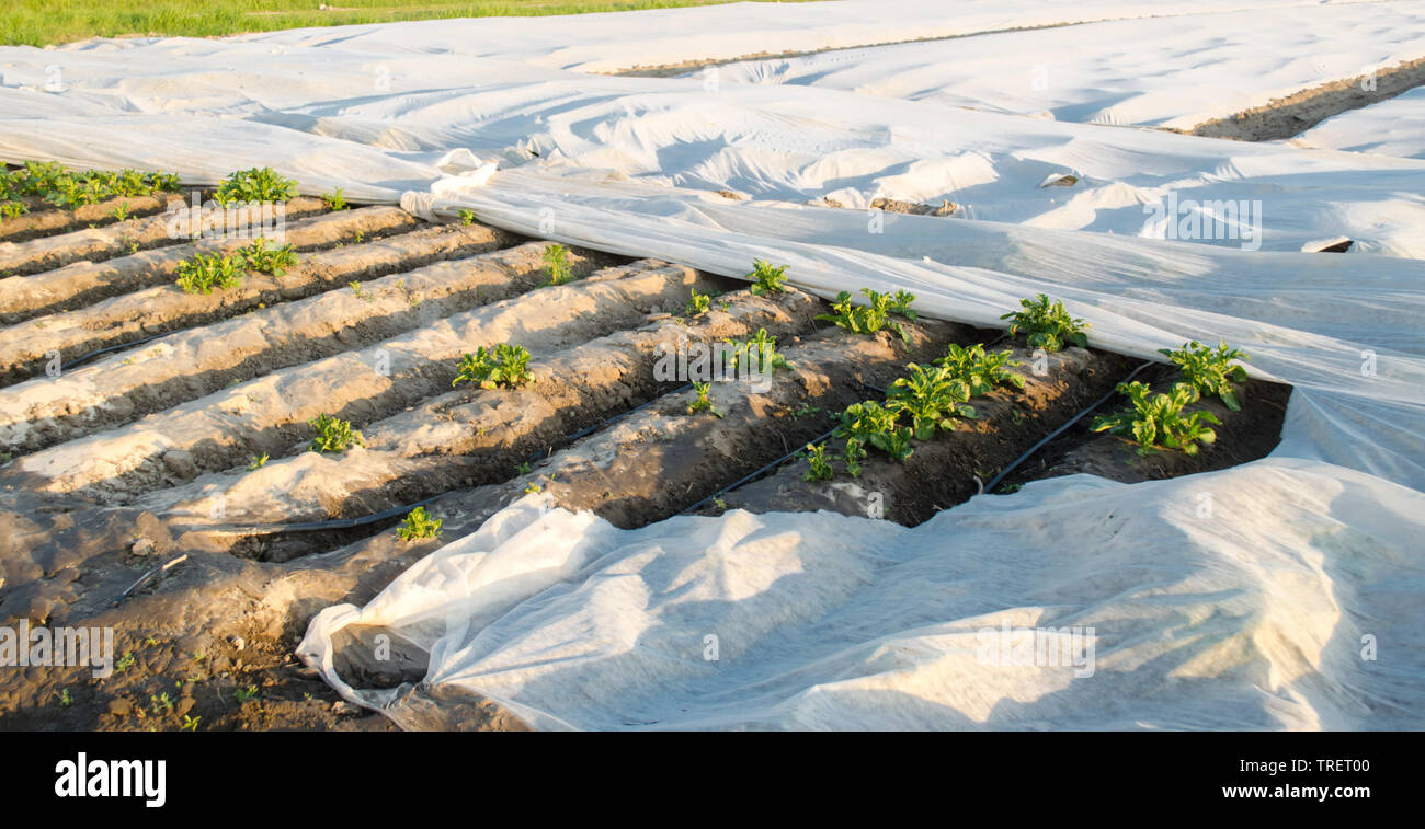 Small greenhouses. Growing vegetable. Spunbond to protect against frost