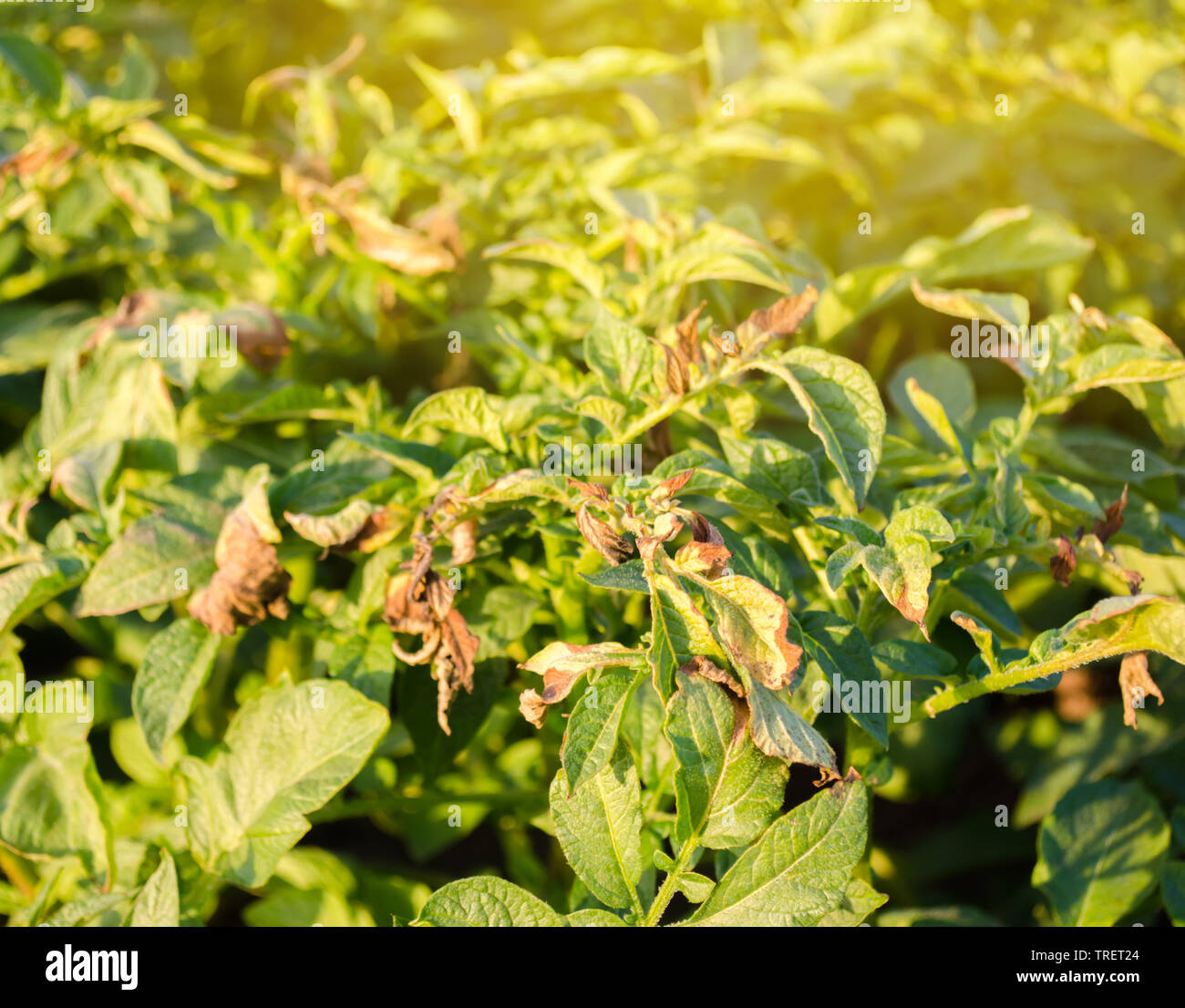 Albums 99+ Images Potato Pests And Diseases Pictures Completed