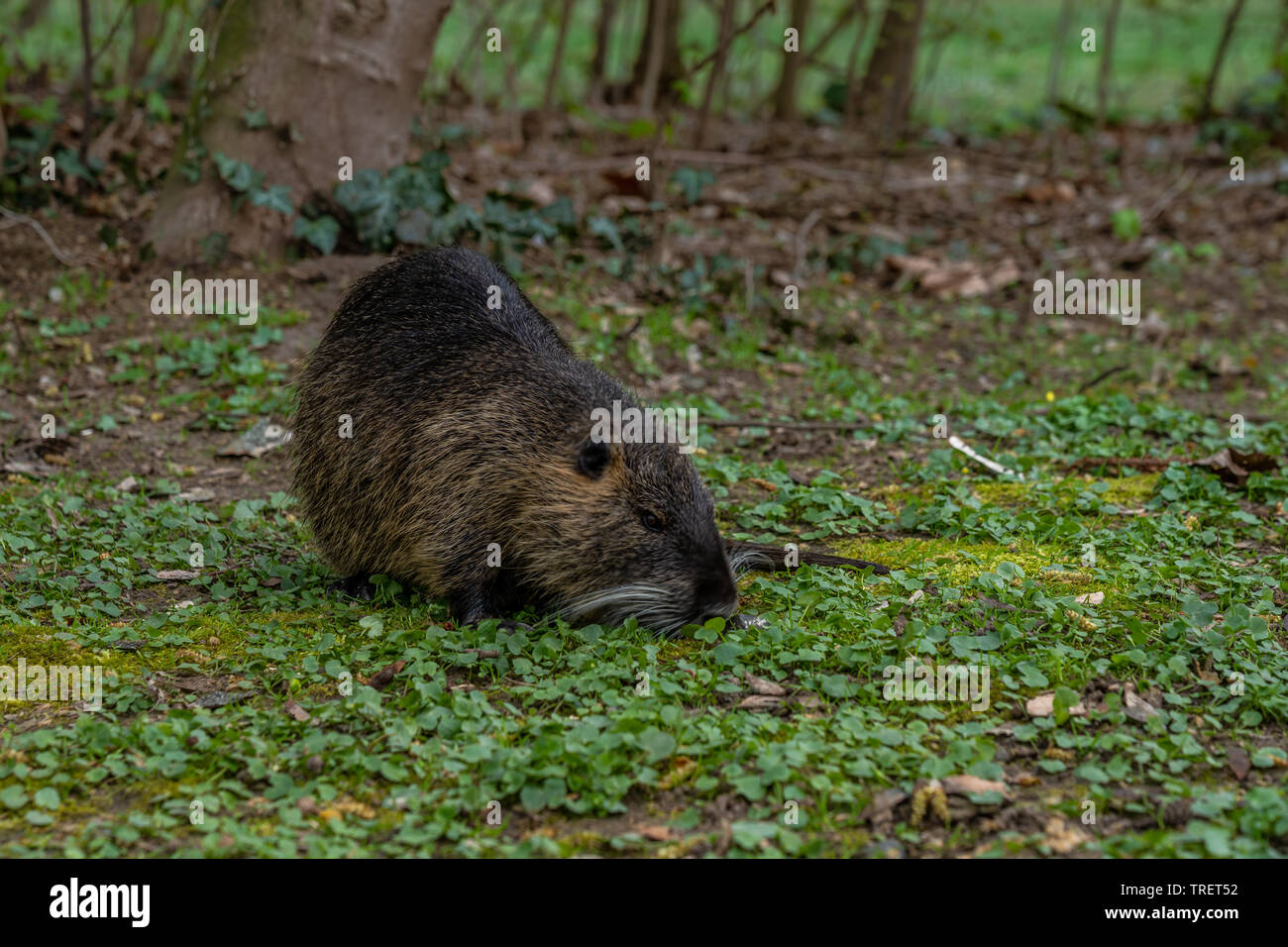 Coypu or Nutria rodent in the wild, frankfurt, germany Stock Photo
