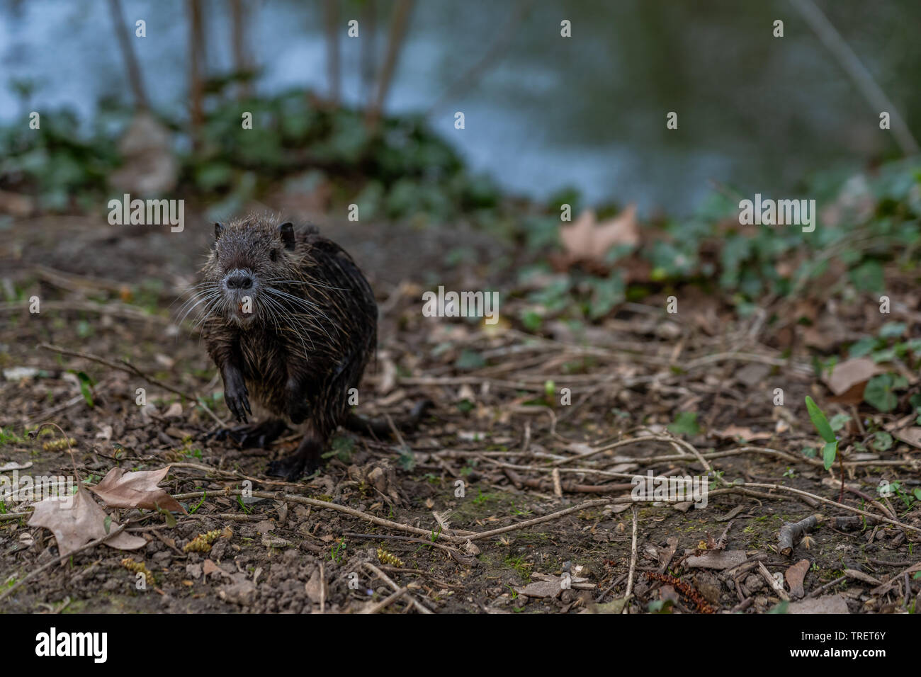 young Coypu or Nutria rodent in the wild, frankfurt, germany Stock Photo