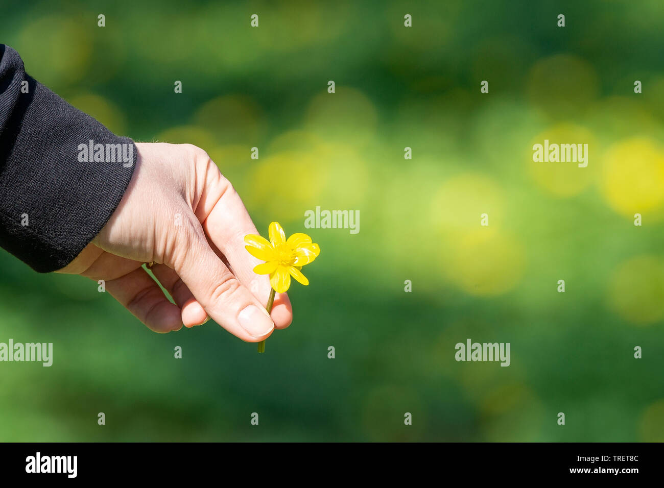 Closeup Buttercup Tree - Cochlospermum religiosum flowers and hand with blurred background Stock Photo