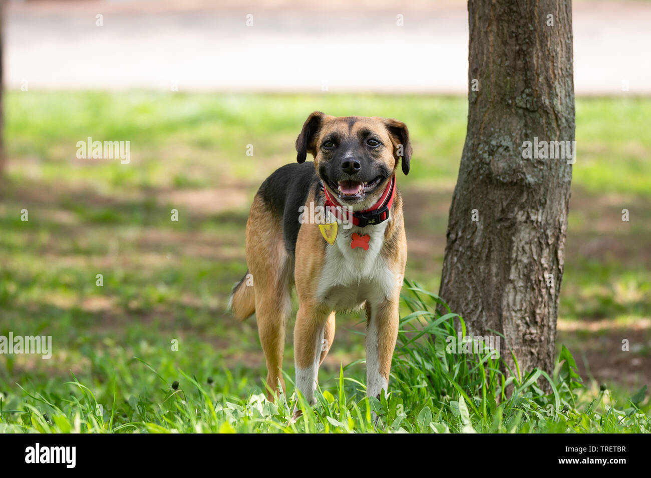 mongrel dog walks in the Park in the spring Stock Photo