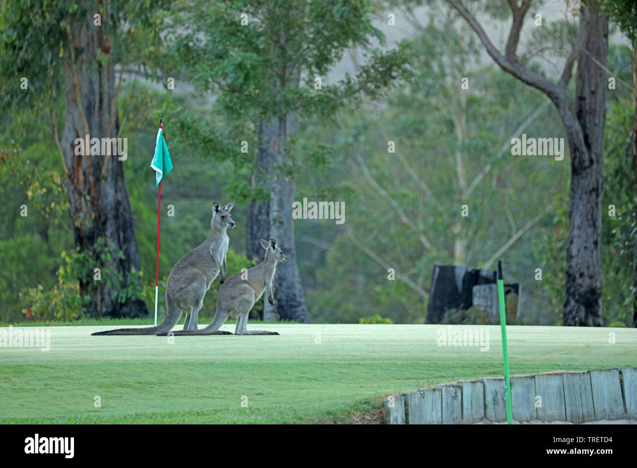 Kangaroo on a golf course in Australia Stock Photo Alamy