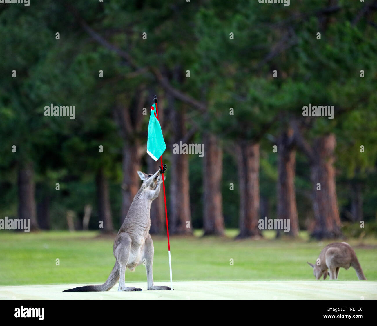 Kangaroo golf course hires stock photography and images Alamy