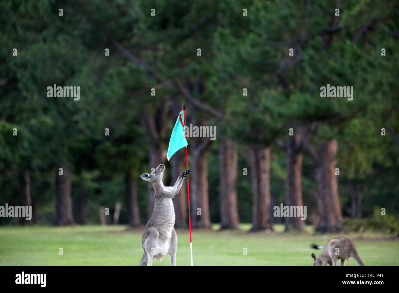 Kangaroo on a golf course in Australia Stock Photo Alamy