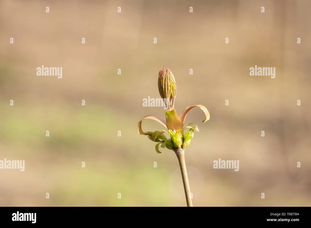 Spring has come, the first green. Nature wakes up. Dissolve the first ...