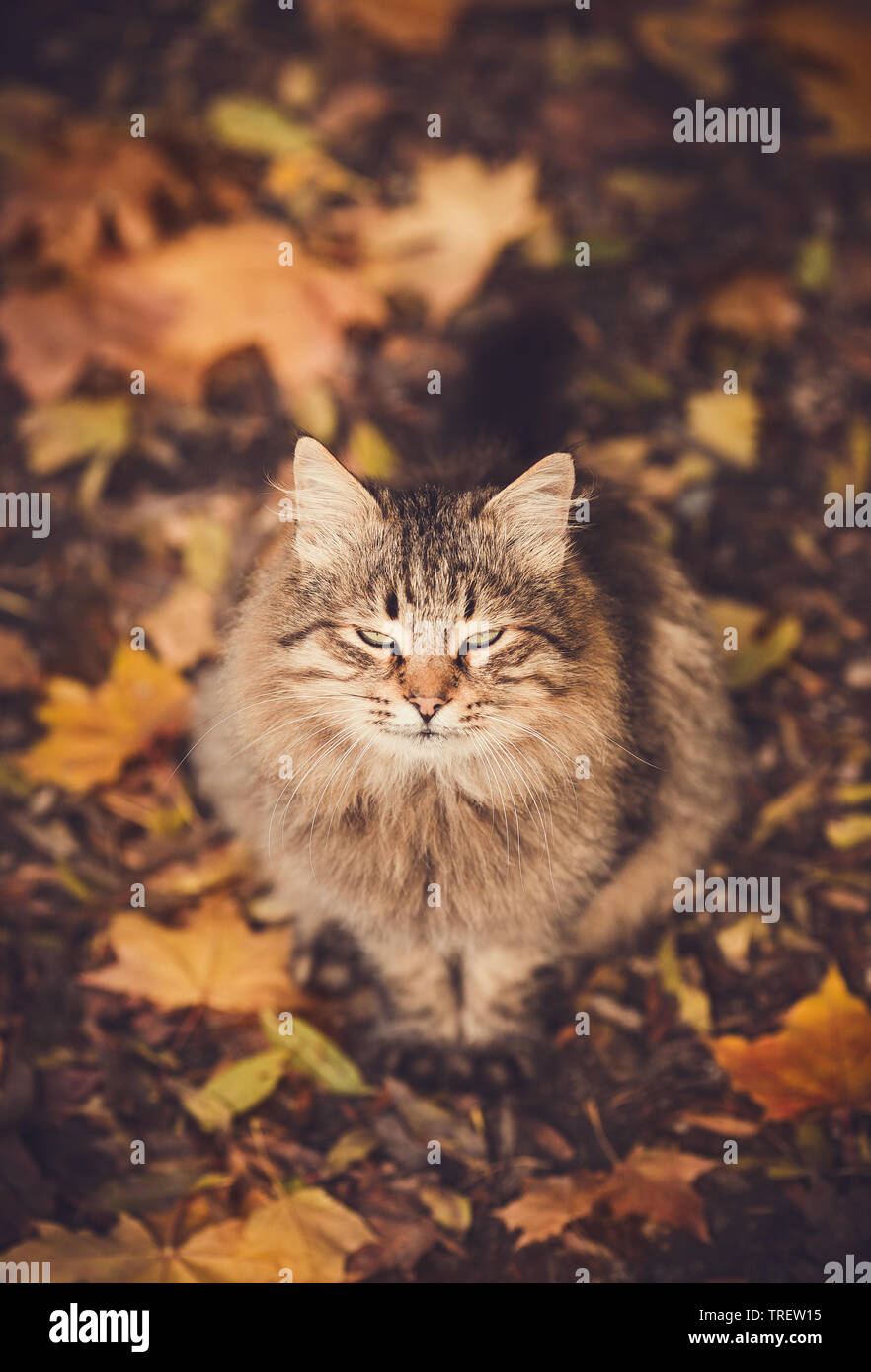 Siberian cat sitting on the fallen leaves Stock Photo - Alamy
