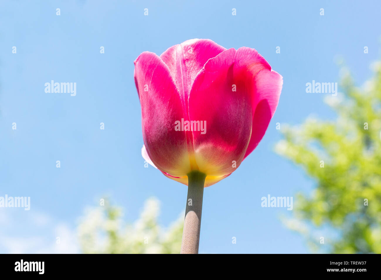 Beautiful tulip on blue sky background, pink Tulip Stock Photo - Alamy