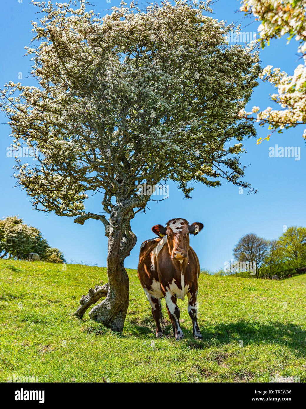 Cow Under Tree Stock Photos & Cow Under Tree Stock Images Alamy