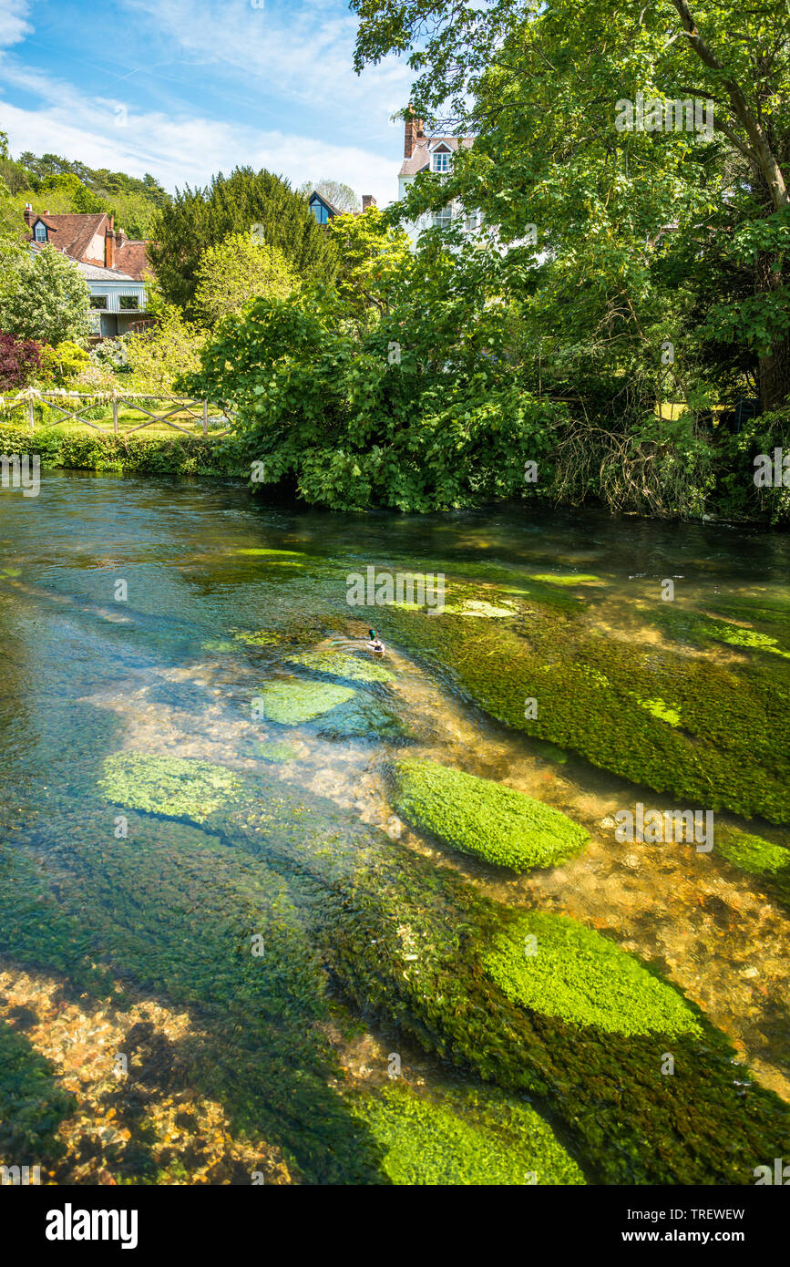 River Itchen flowing through the city of Winchester in Hampshire, England, UK. Stock Photo