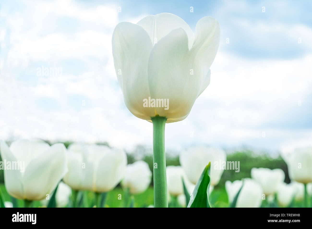 White tulips in the spring garden, group of flowers pure white Stock Photo