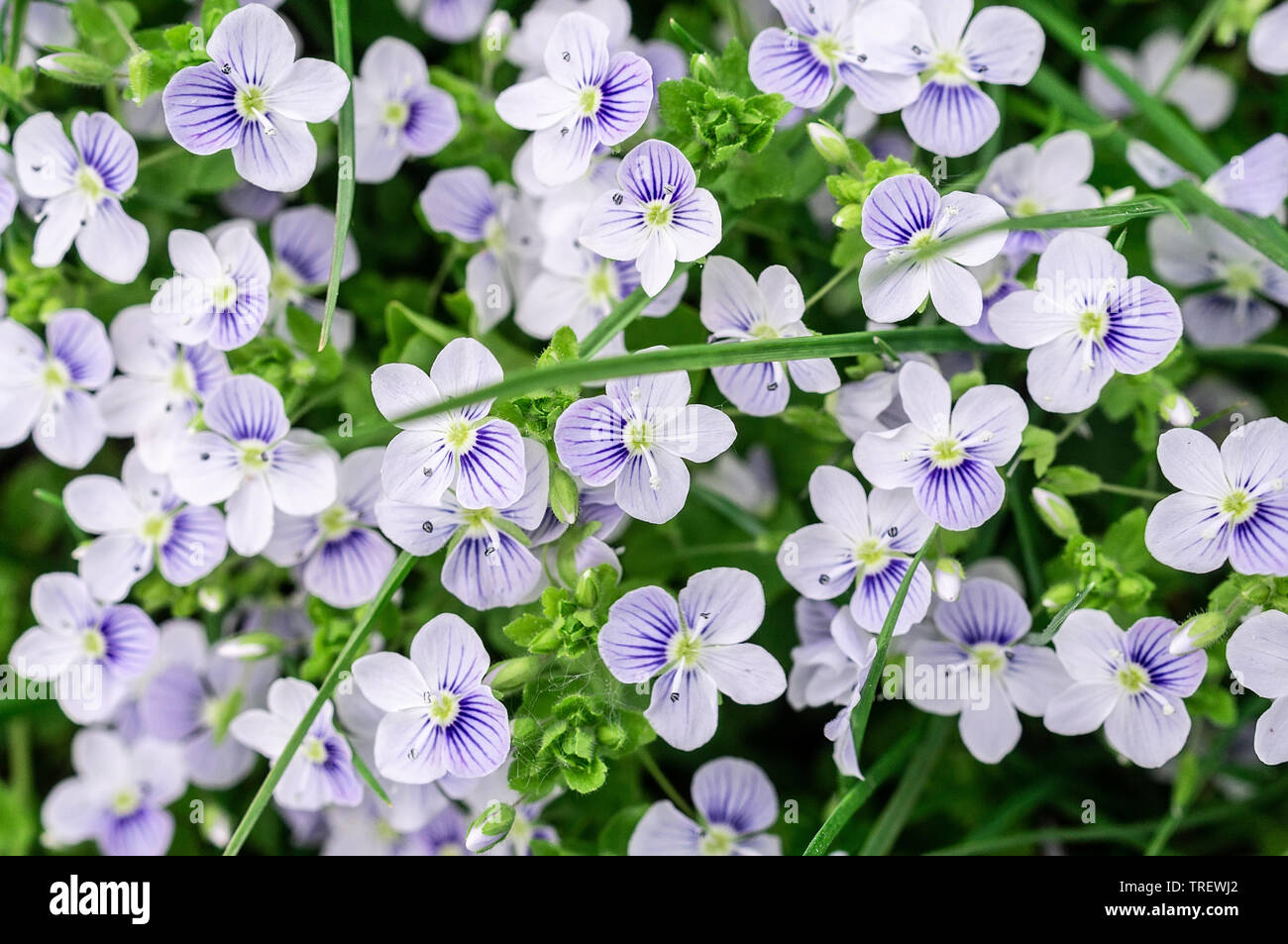 Veronica Filiformis