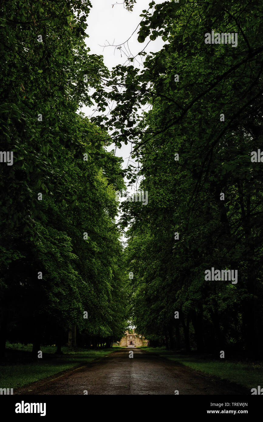Avenue Of Trees, Scone Palace, Scotland, UK Stock Photo