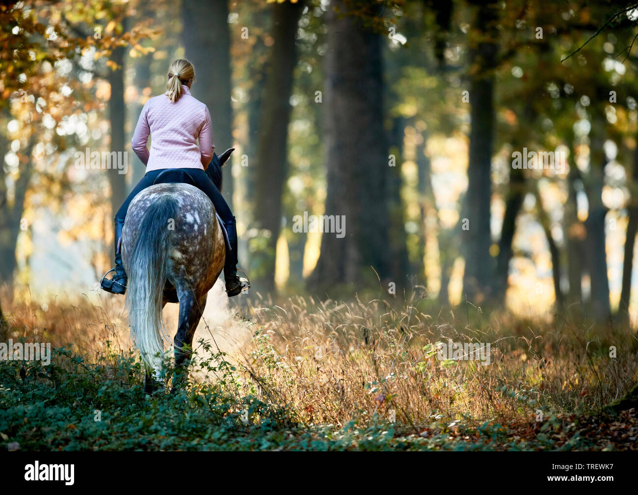 Pure Spanish Horse, Andalusian. Rider on dappled grey adult walking in a forest in autumn. Germany Stock Photo