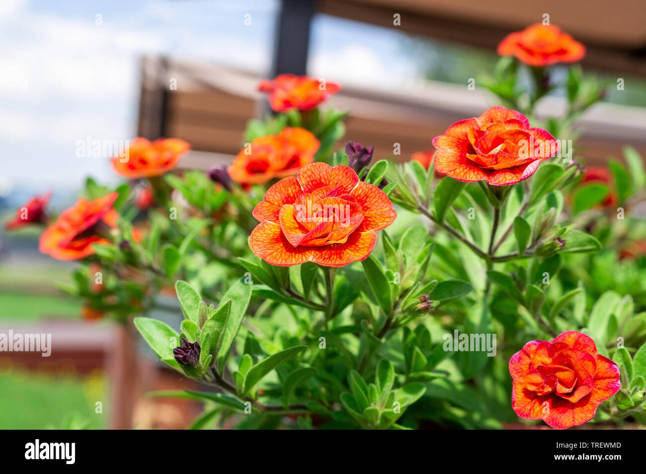 Million Bells Flower High Resolution Stock Photography And Images Alamy