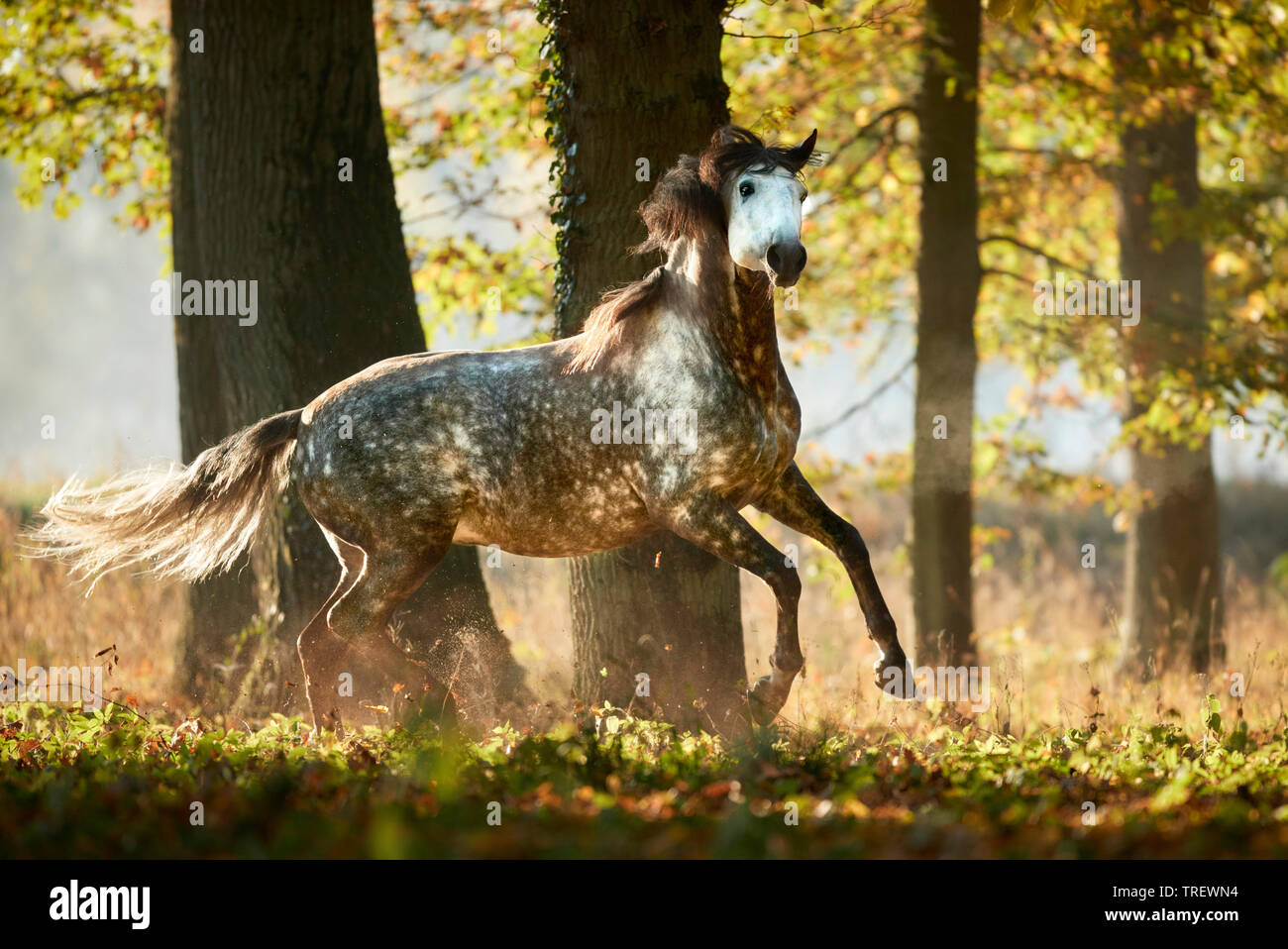 Pure Spanish Horse, Andalusian. Dappled grey adult galloping in a forest in autumn. Germany Stock Photo