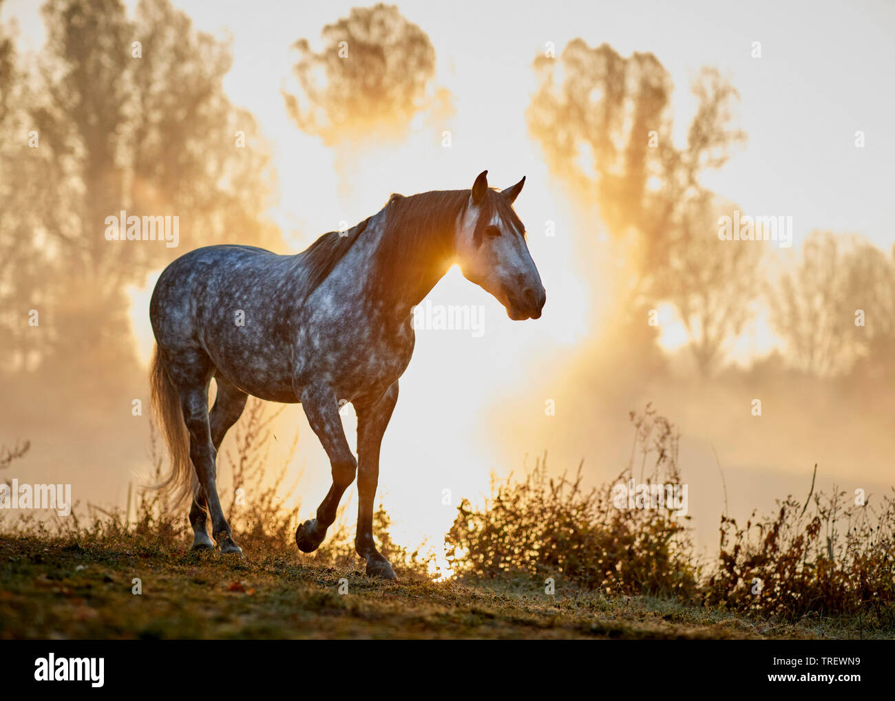 Pure Spanish Horse, Andalusian. Dappled grey adult walking at a lake in morning mist. Germany Stock Photo
