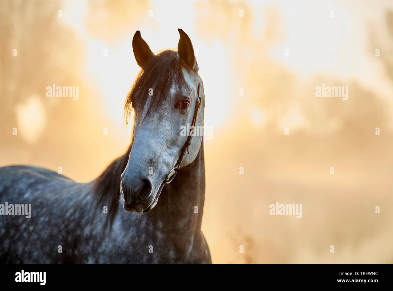 Pure Spanish Horse, Andalusian. Portrait od dappled grey adult in morning mist. Germany Stock Photo
