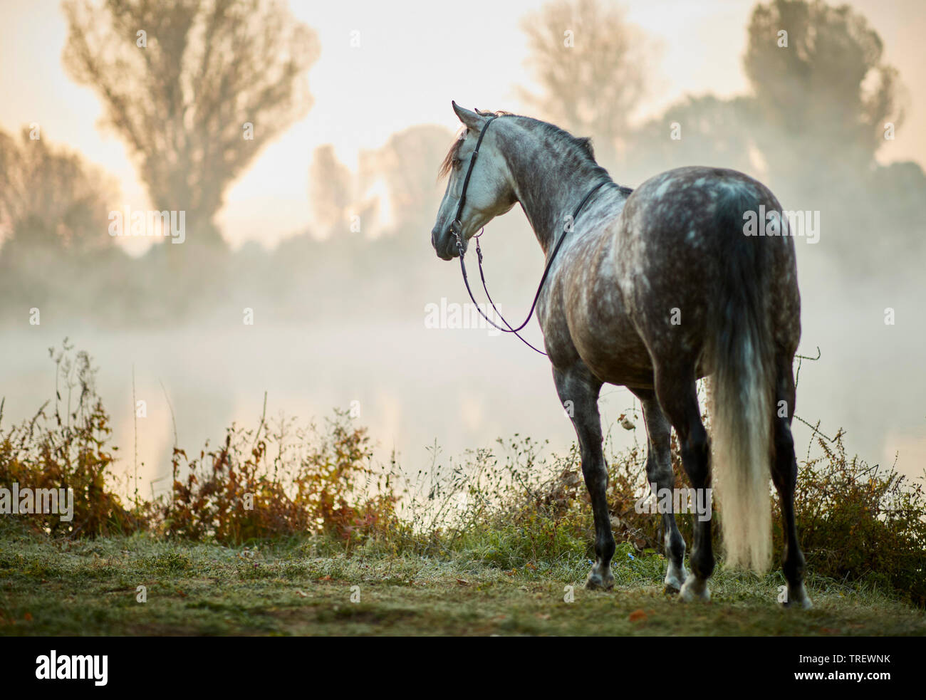 Pure Spanish Horse, Andalusian. Dappled grey adult standing at a lake in morning mist. Germany Stock Photo