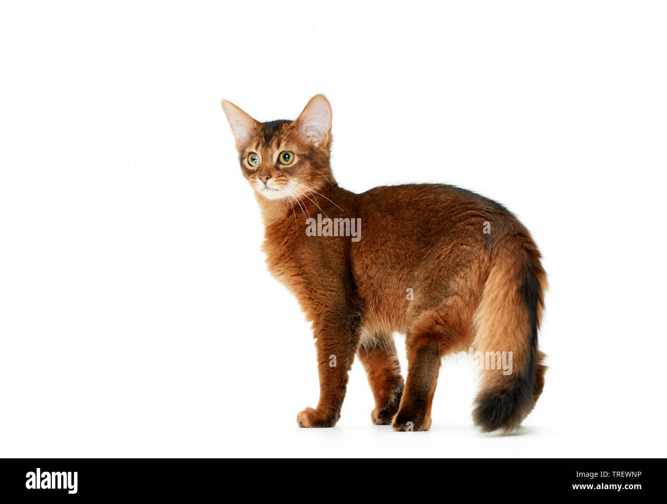 Somali cat. Kitten standing, seen side-on. Studio picture against a white background Stock Photo