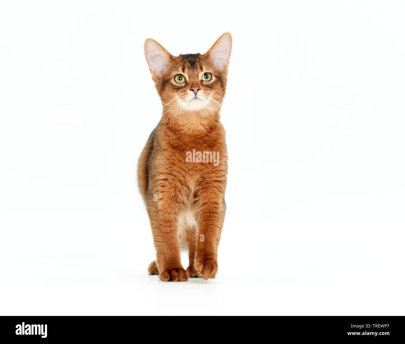 Somali cat. Kitten walking, seen head-on. Studio picture against a white background Stock Photo