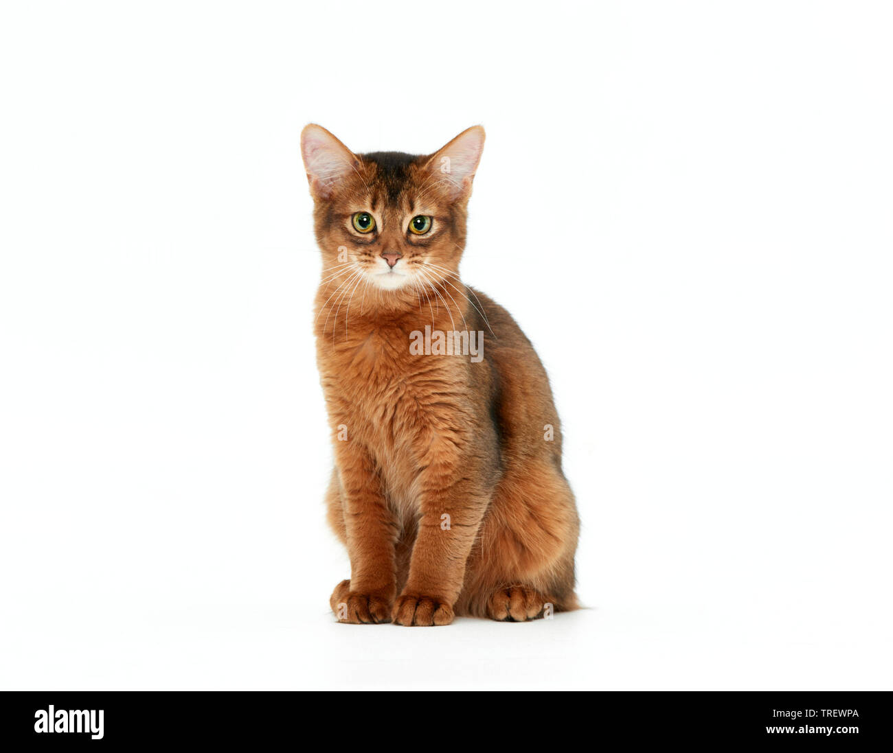 Somali cat. Kitten sitting, seen head-on. Studio picture against a white background Stock Photo