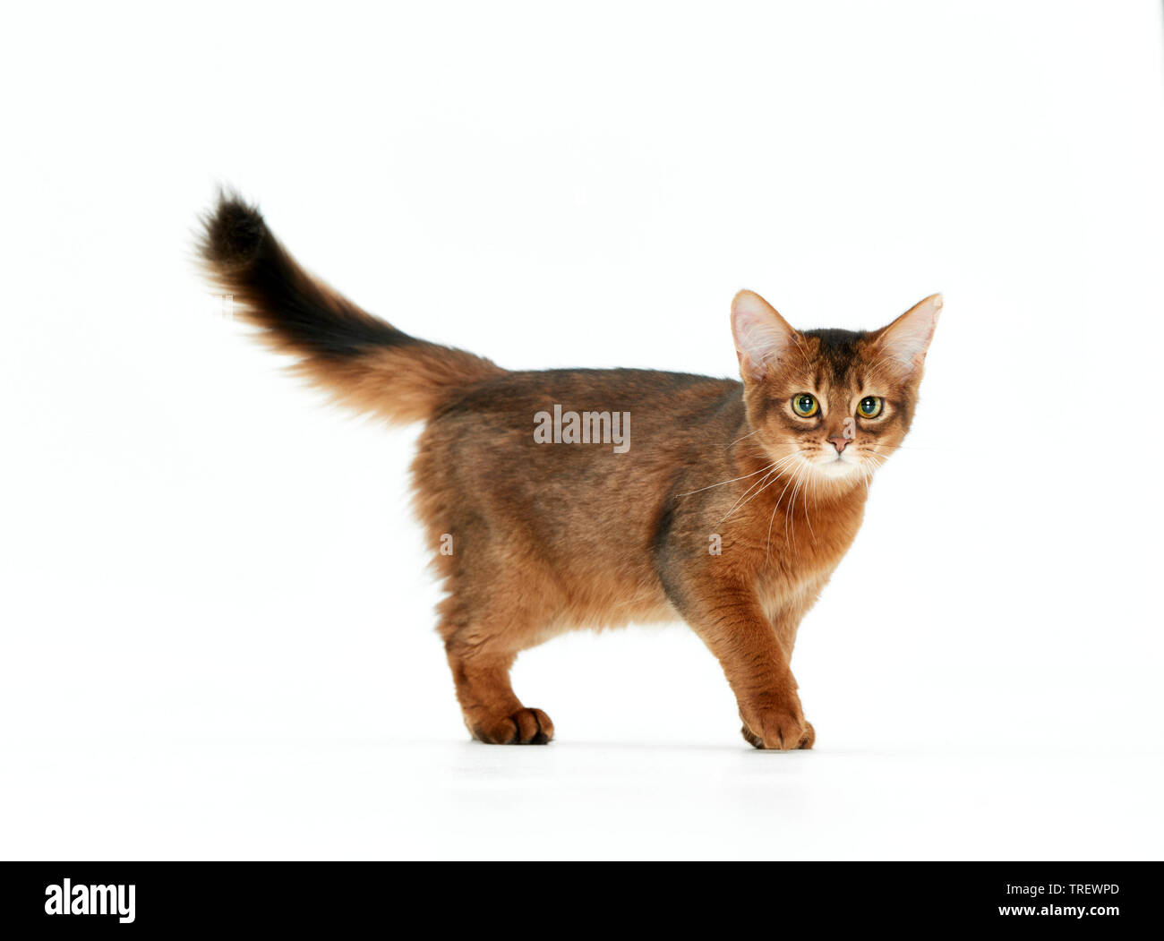 Somali cat. Kitten walking, seen side-on. Studio picture against a white background Stock Photo