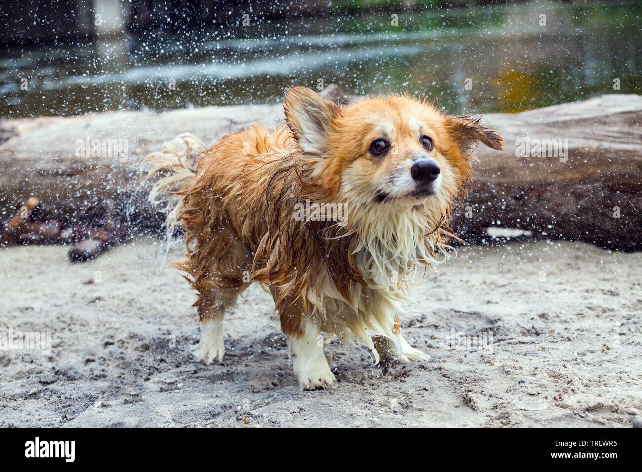fluffy close up portrait after bathing at the outdoor Stock Photo