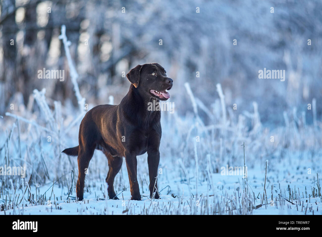 Brown Labrador Retriever standing in a forest in winter. Germany Stock Photo