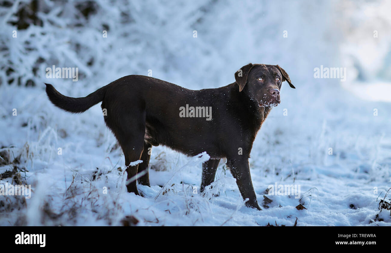 Brown Labrador Retriever standing in a forest in winter. Germany Stock Photo